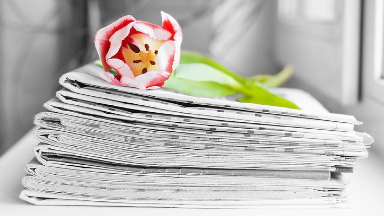 Pile of newspapers with a tulip on top