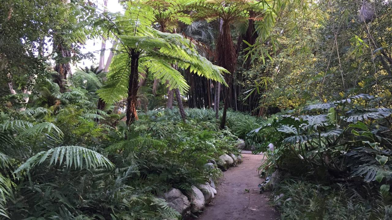 UCLA botanical garden